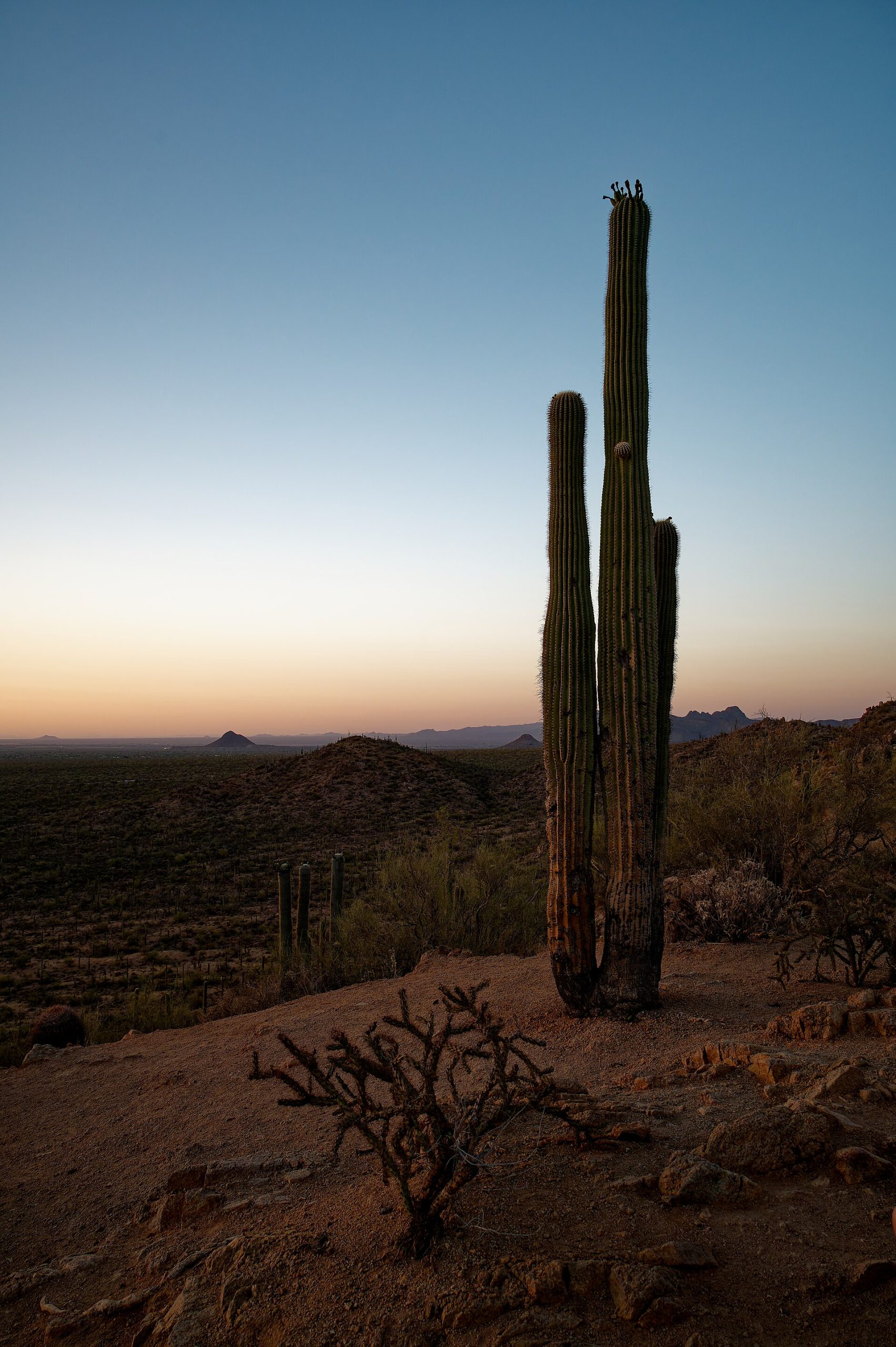 Your West Valley Guide to Our Herbal Tea Shop in Peoria 3 A tall saguaro cactus in the Arizona desert under a blue sky
