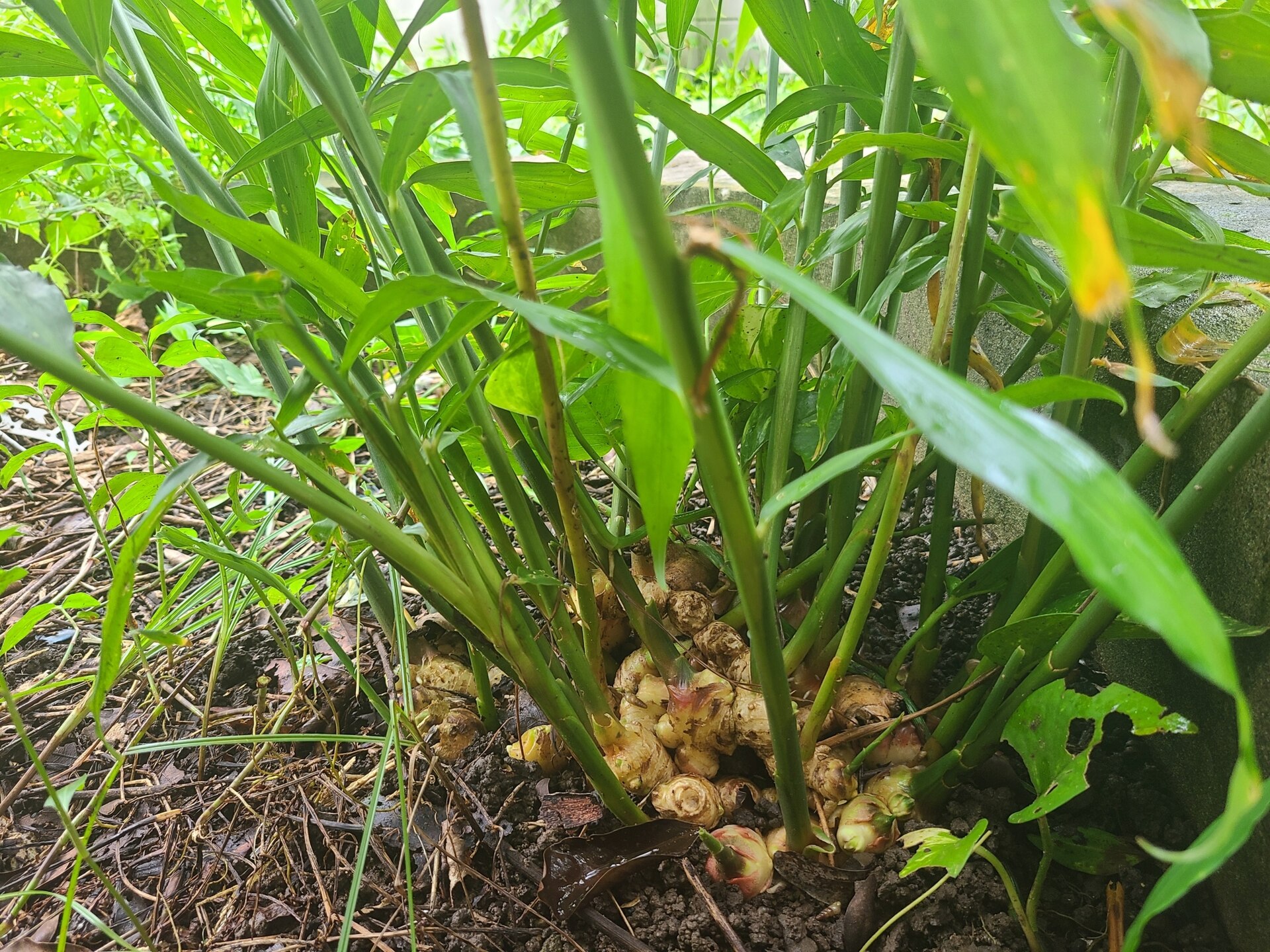 Ginger plant (Zingiber officinale) growing, with rhizomes visible at the soil