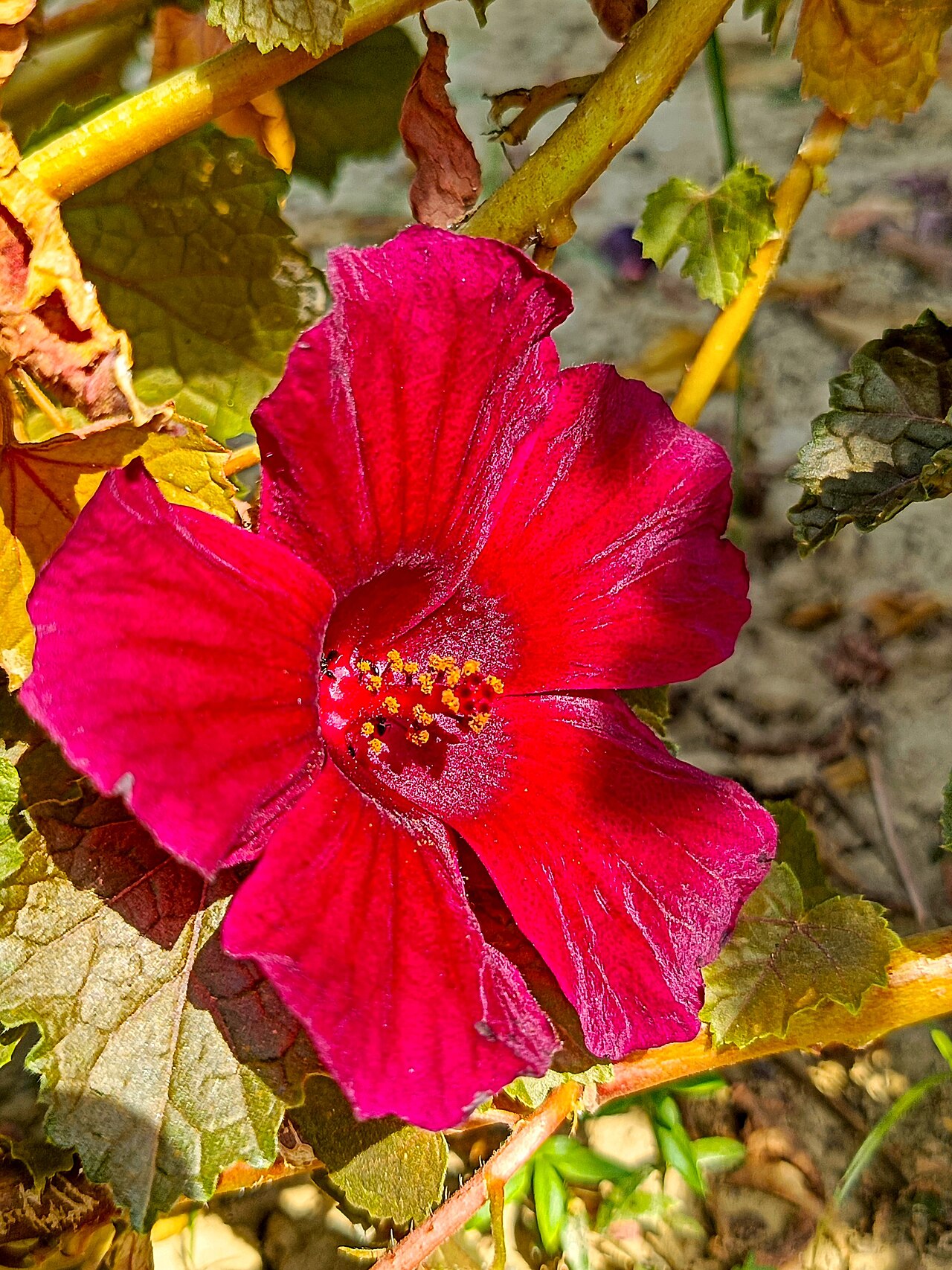 Hibiscus Tea and Heart Health: What the Clinical Studies Say 3 A red Hibiscus sabdariffa (roselle) flower blooming on the plant