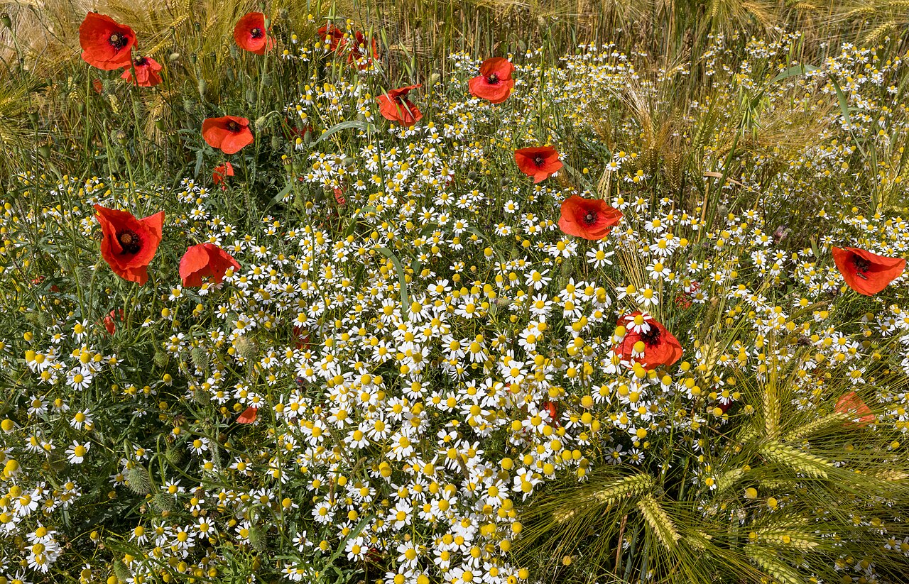 Wild chamomile (Matricaria chamomilla) flowers blooming with red poppies at the edge of a barley field